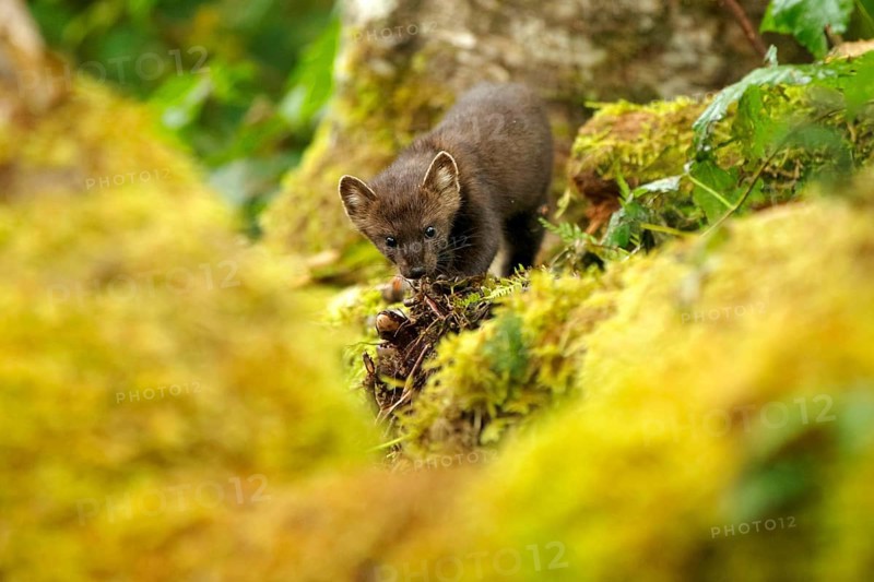 American Marten