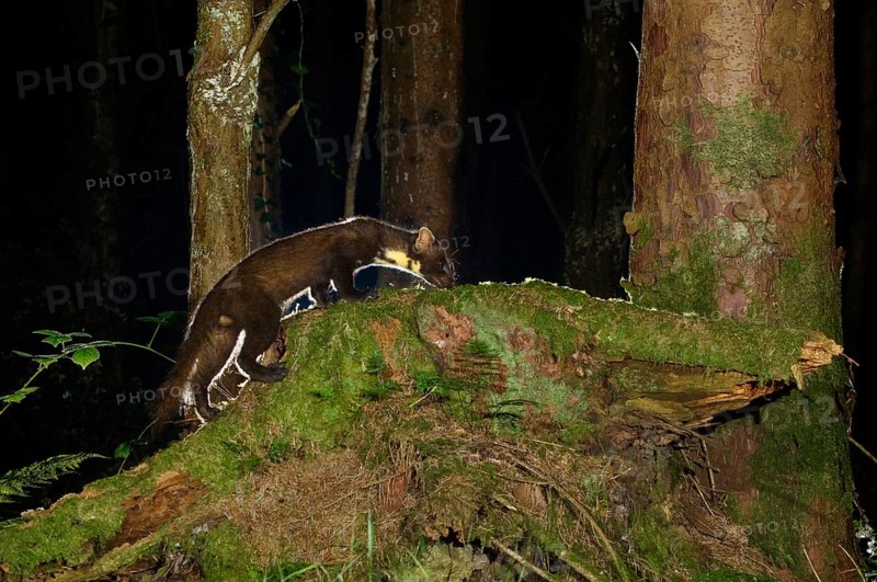 European pine marten