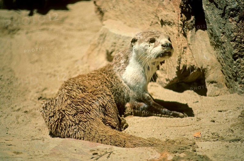 African clawless otter