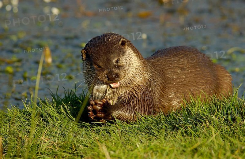 European otter