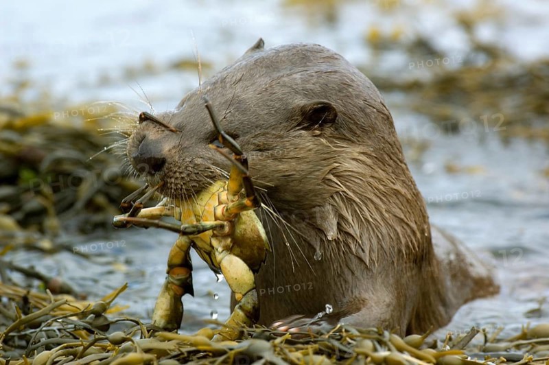 European otter
