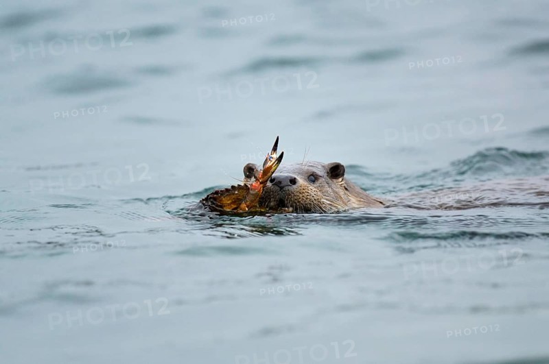 European otter
