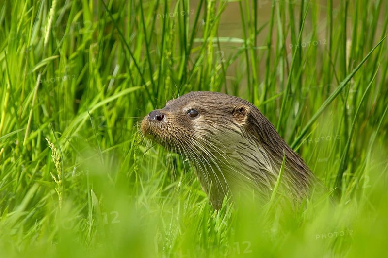 European otter