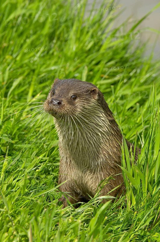 European otter