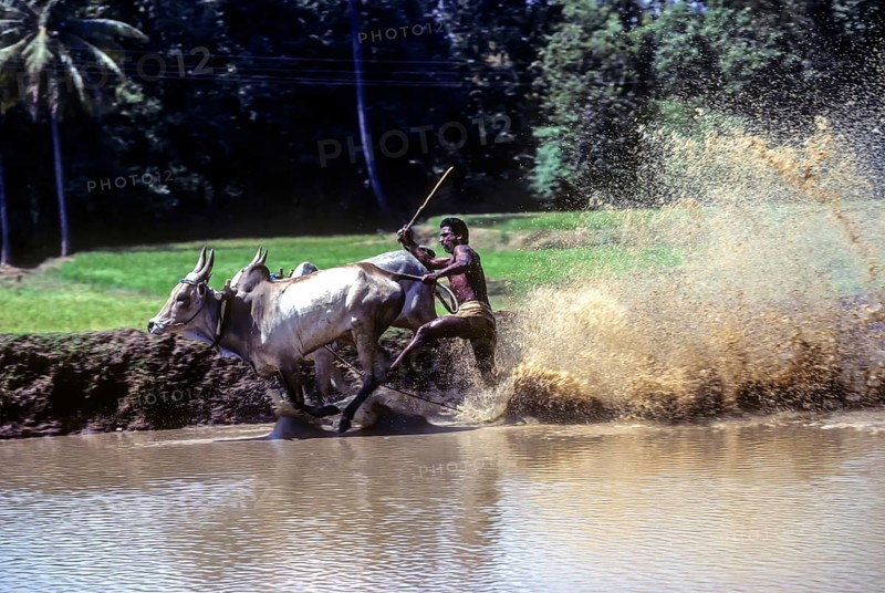 Racing bullocks and jockey