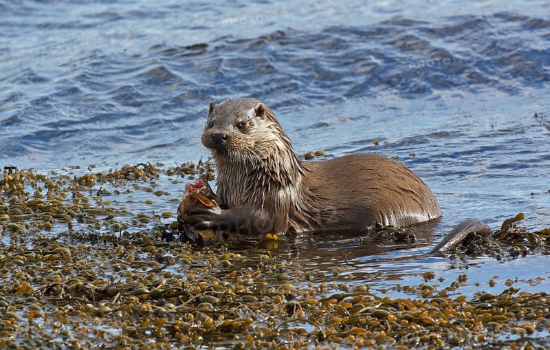European otter
