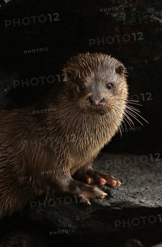 European Otter