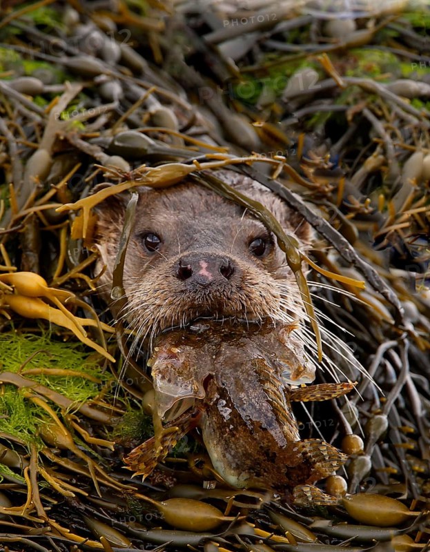 European Otter
