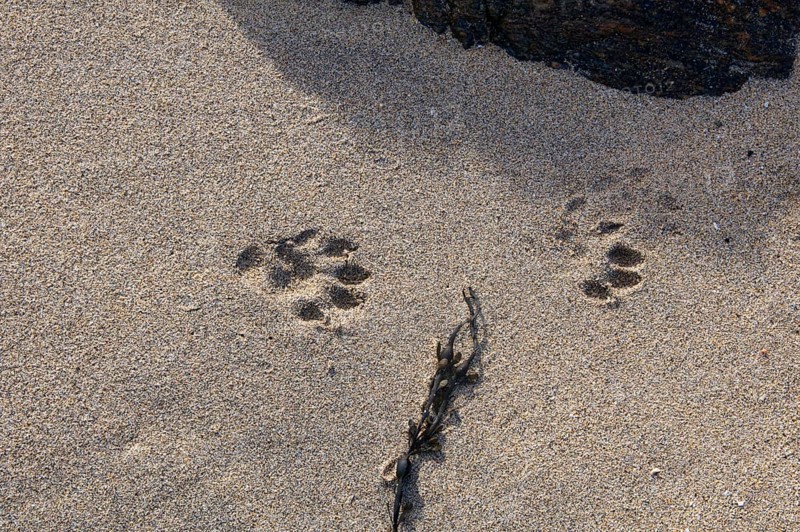 European otter