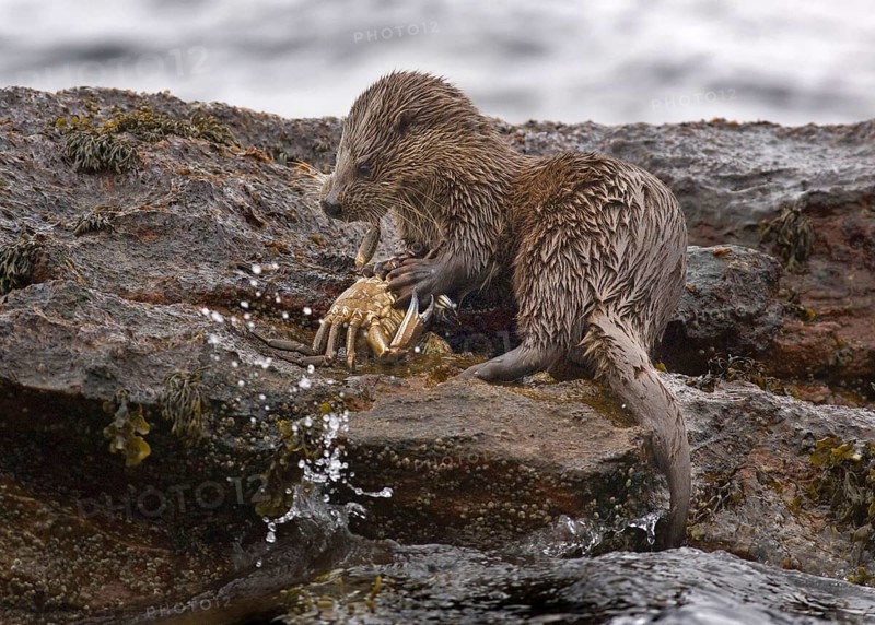 European otter