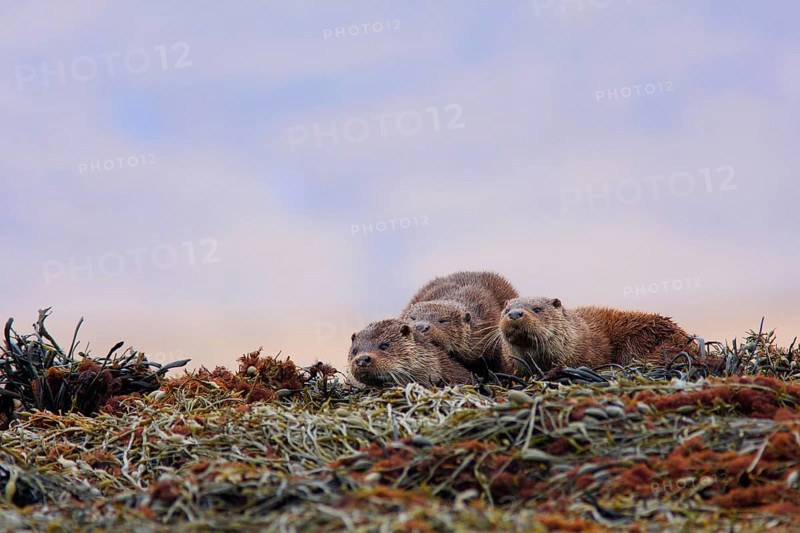 European otter