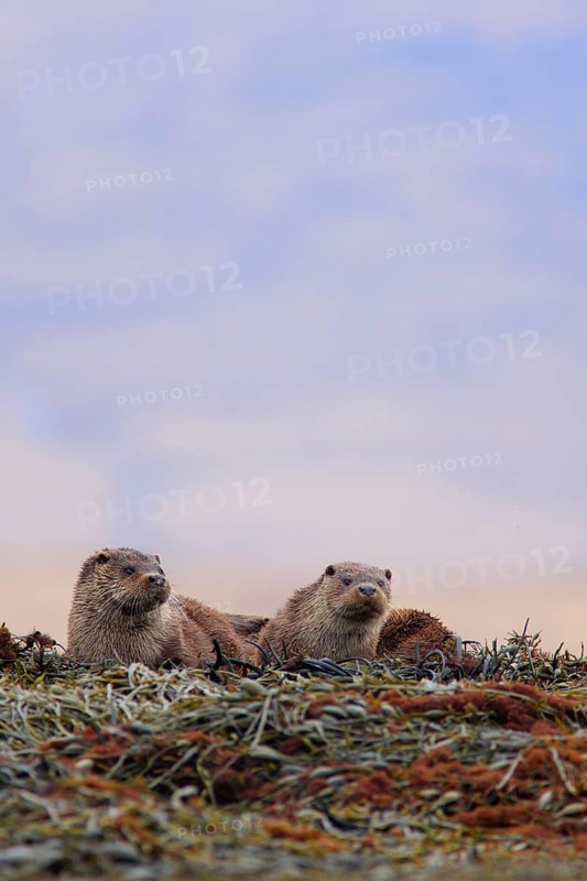 European otter