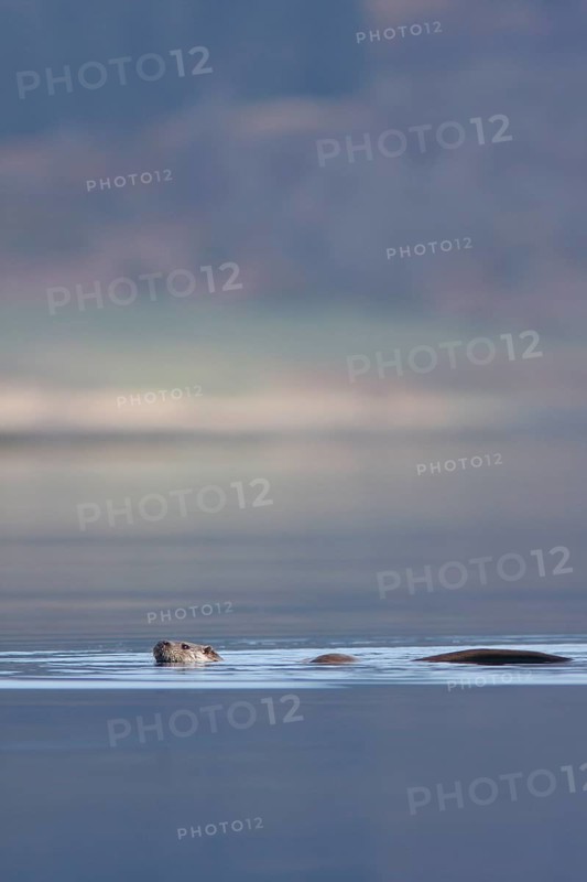 European otter