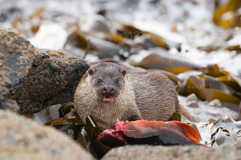 European otter