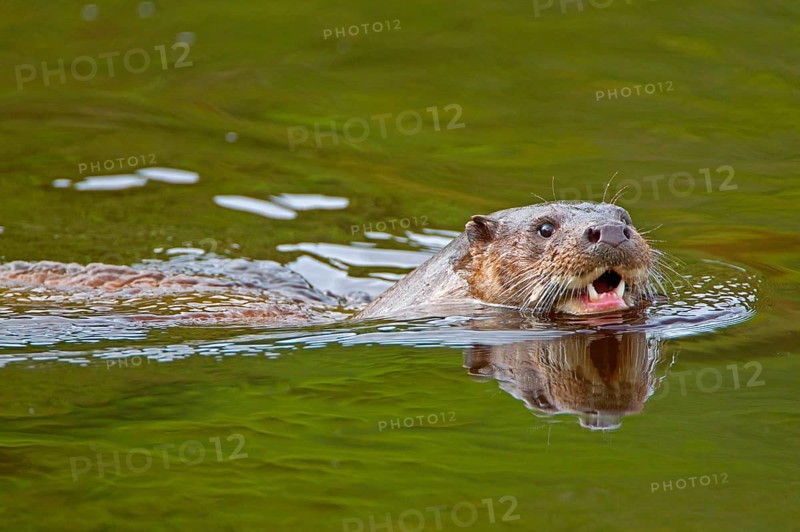 European otter