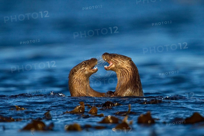 European otter