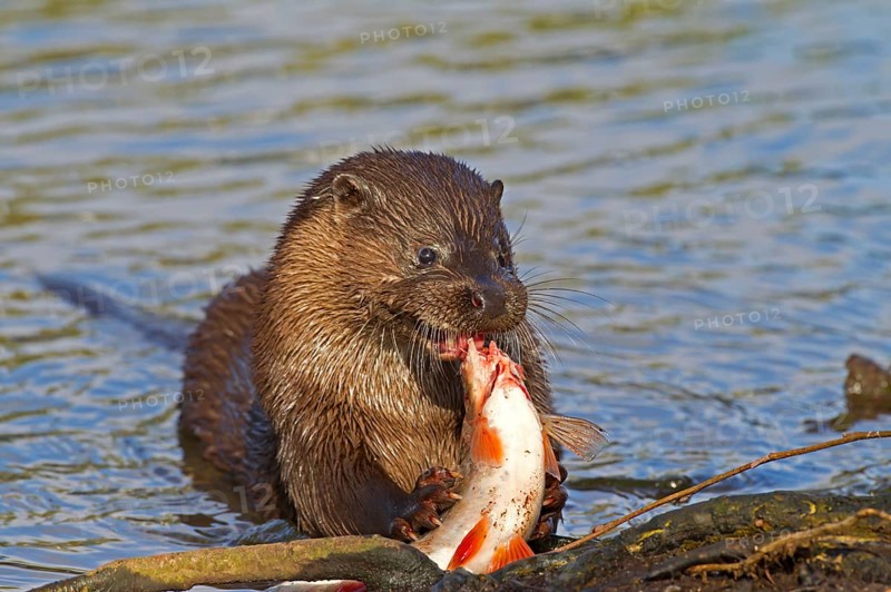 European Otter