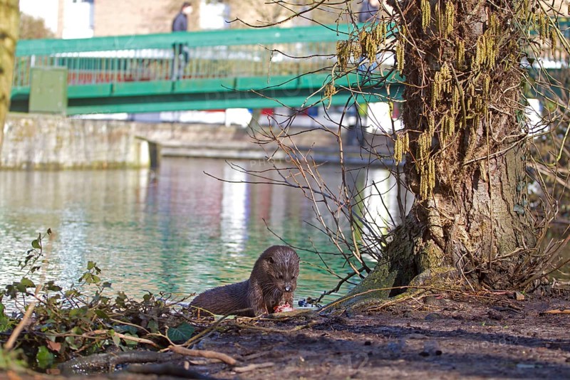 European Otter