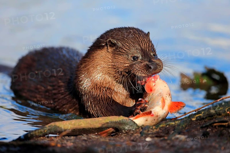 European Otter