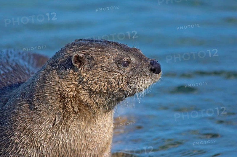 North American north american river otter