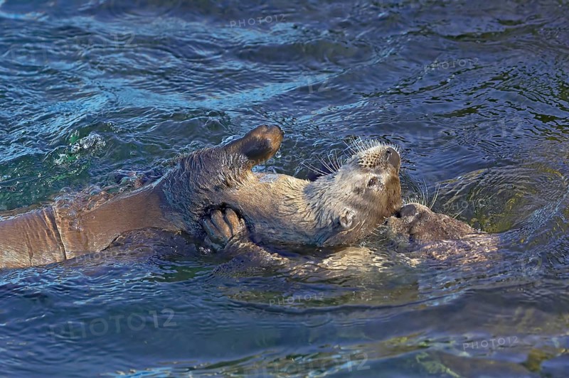 North American north american river otter