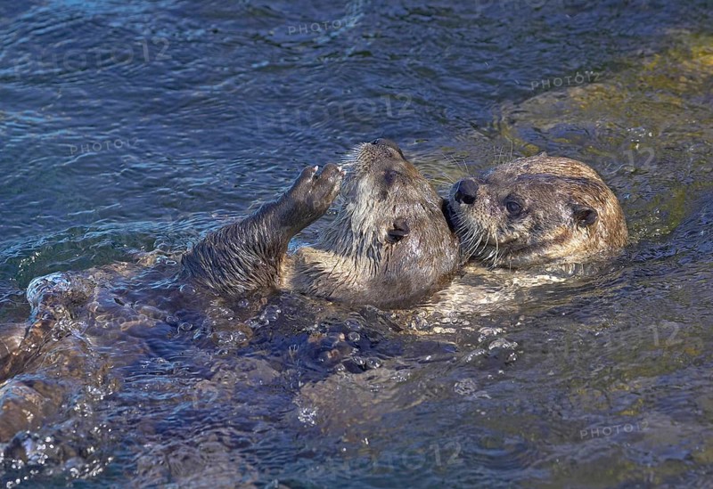 North American north american river otter