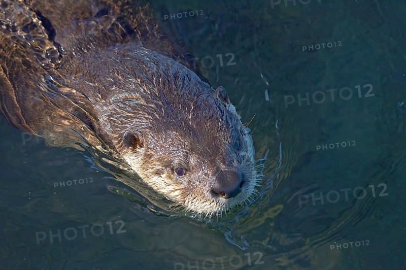 North American north american river otter