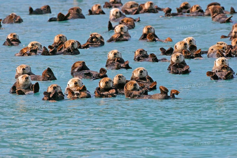 Sea otter