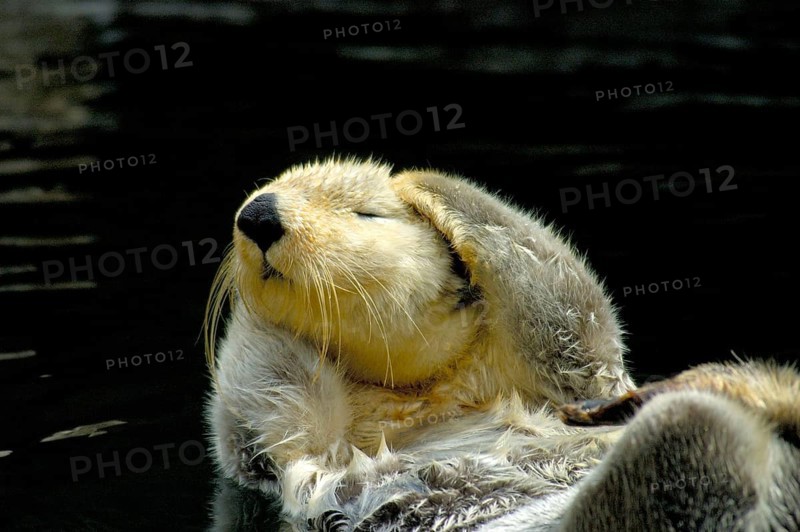 Sea otter