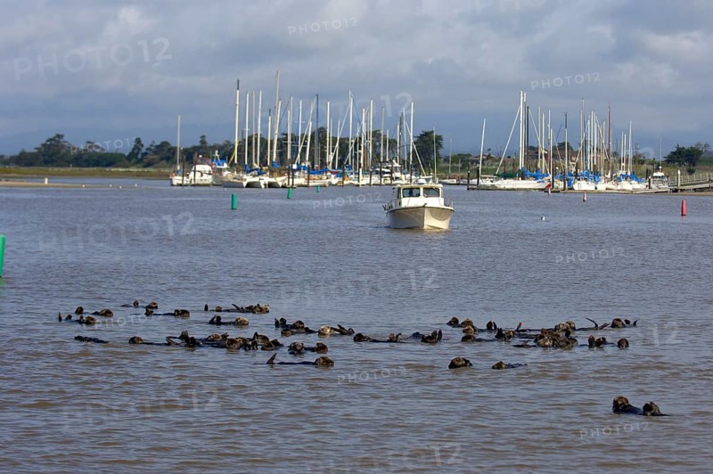 Sea otter