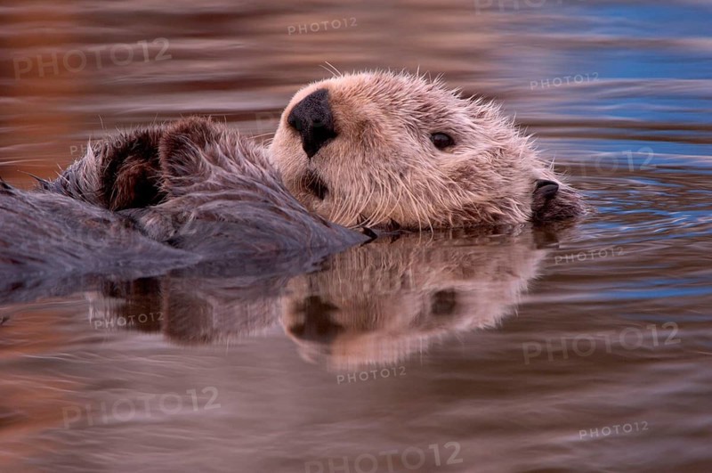Adult sea otter