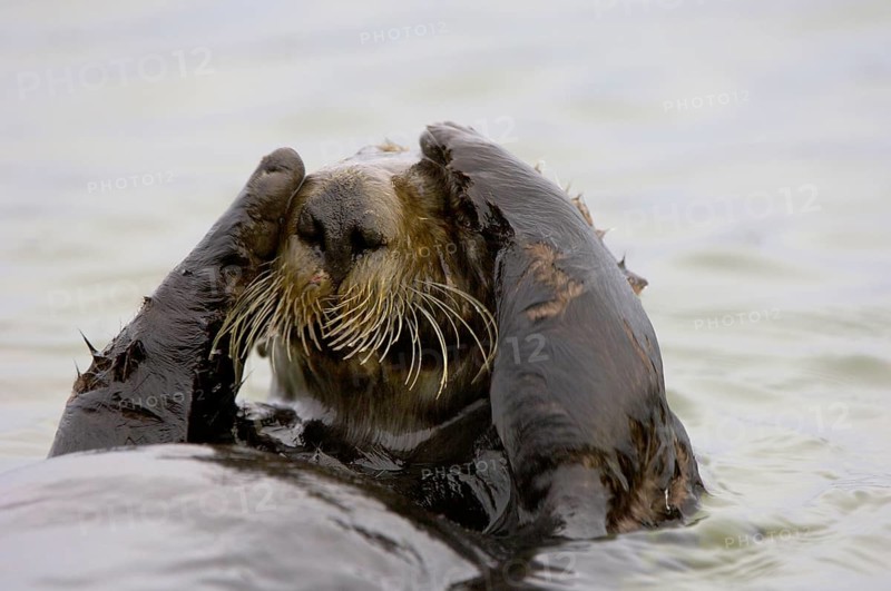 Sea otter