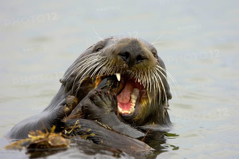 Sea otter