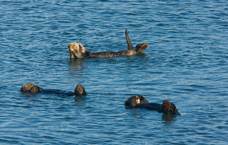 Sea Otter