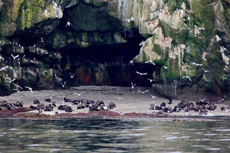 Sea Otter