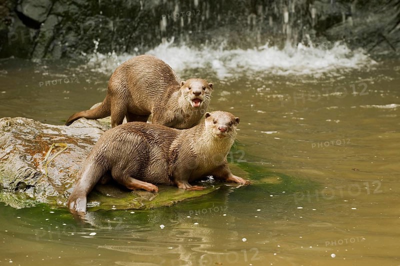 Smooth-coated otter