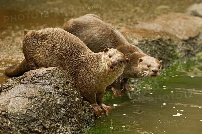 Smooth-coated otter