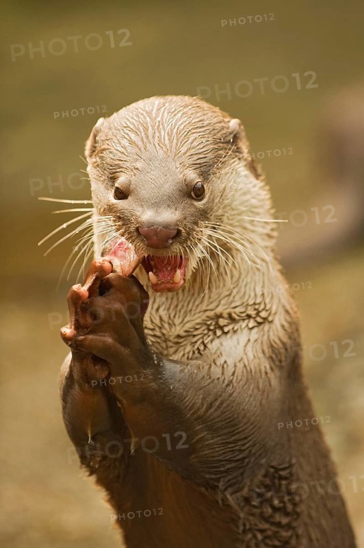 Smooth-coated otter