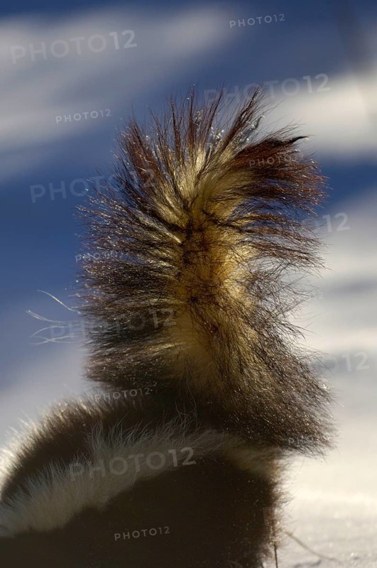 Striped skunk