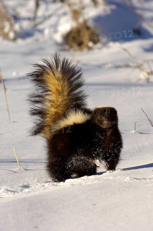 Striped skunk