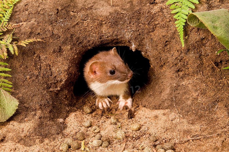 Ermine
