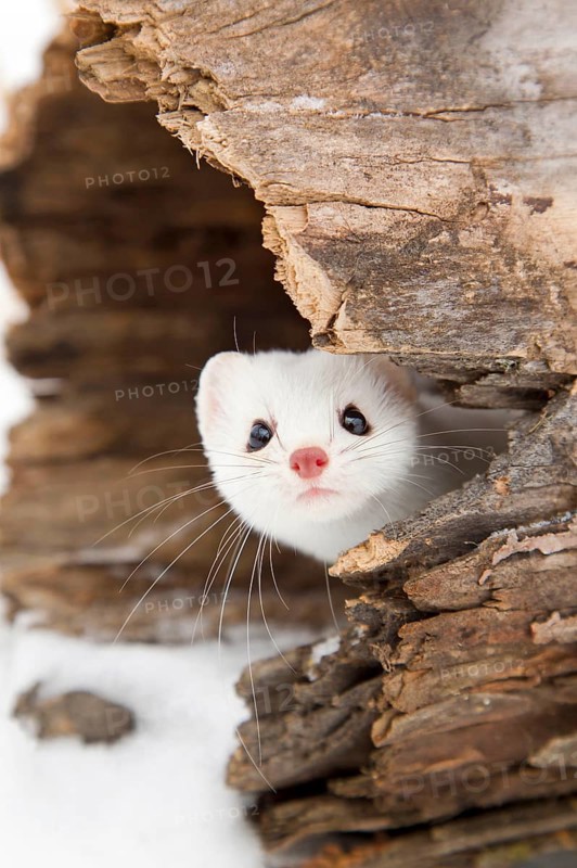Stoat adult