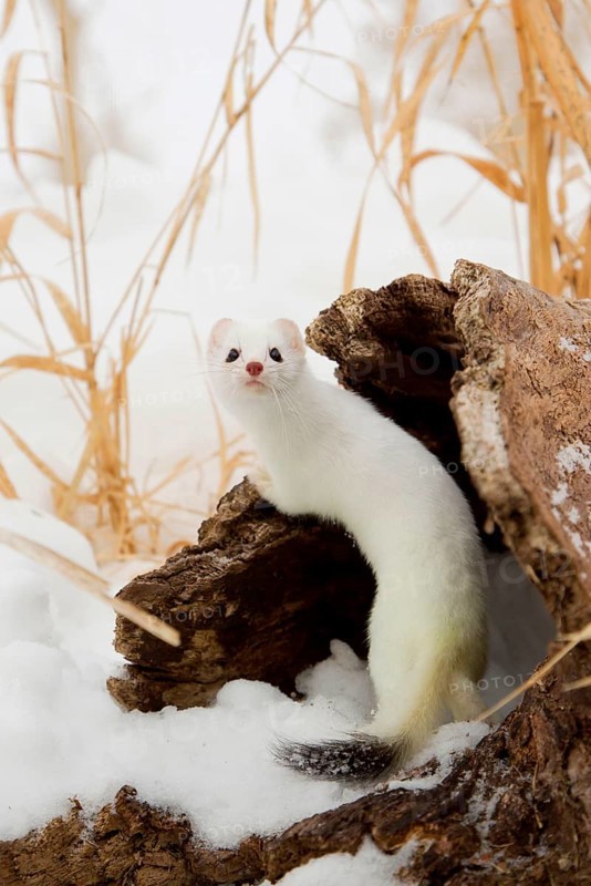 Stoat adult