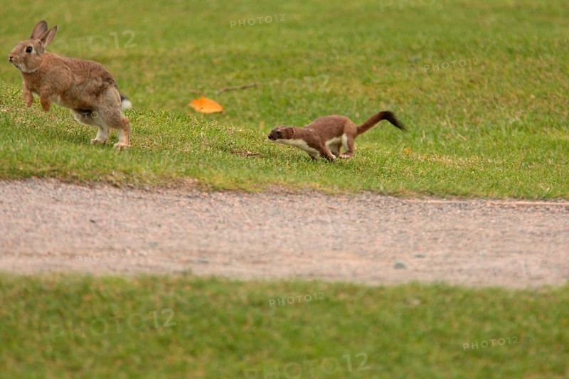 Stoat