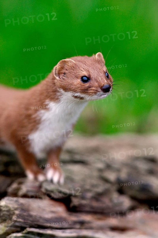 Weasel