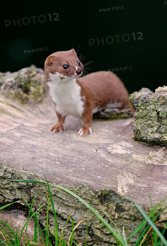 Weasel