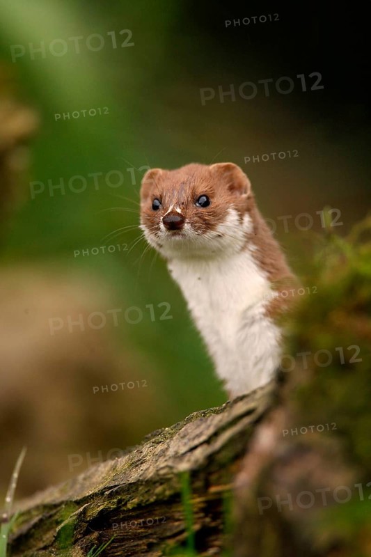 Weasel