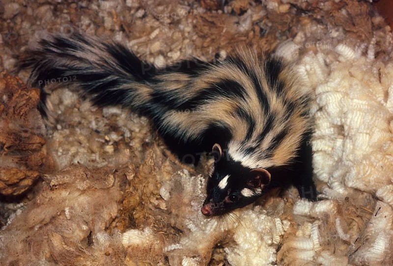 Zorilla