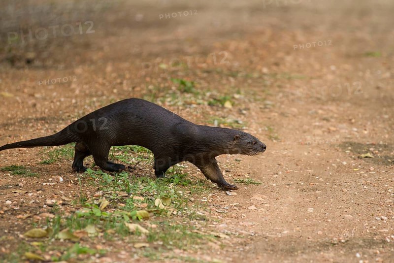 Lutra longicaudisnica neotropical otter