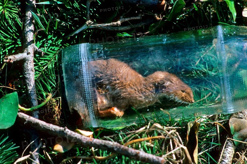 Weasel